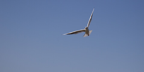 Flight of a Seagull in the blue sky
