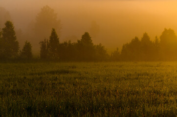 Obraz premium Thick mystical fog over a green forest. Juicy grass.