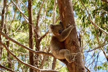 Koala auf kangaroo island, Australien