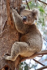 Koala Bär in freier Wildbahn 