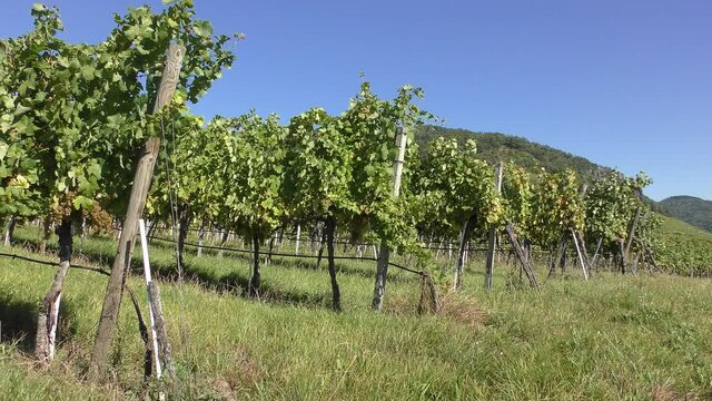 Vineyards in Wachau near Weissenkirchen before harvest, Austria