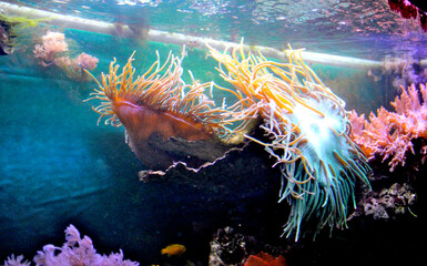 Anemone in der Strömung