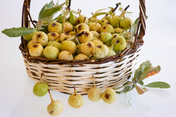 organic stone pear that grows in high mountains