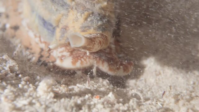 A conus walking the reef in search for food