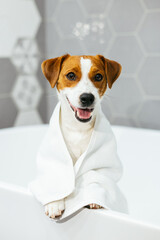 Cute puppy Jack Russell Terrier with towel in a bathroom waiting for a bathing.