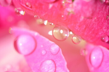 Closeup of pink flower with water drops