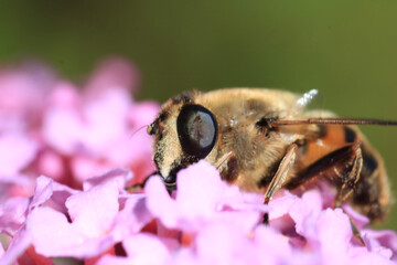 Honey Bee search for pollen