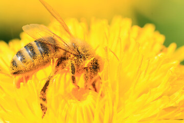 Honey Bee search for pollen