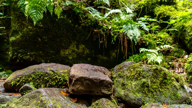 Verm Bilder Durchsuchen 420 Archivfotos, und Videos
