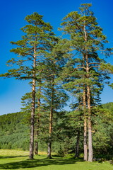 Evergreen trees on the Zlatibor mountain in Serbia