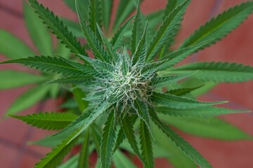 Close-up of growing female cannabis plant, also known as marijuana or hemp plant in the flowering stage, displaying lush leaves with CBD and THC crystals and white trichomes covering the fresh buds