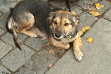 Gray yard dog lying on the asphalt. Dog with a collar.