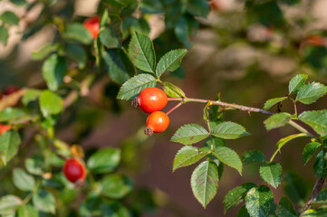 Ripened rose hips on shrub branches, red healthy fruits of Rosa canina plant, late autumn harvest