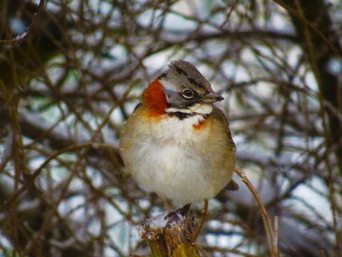 chingolo parado en rama en nieve Patagonia Argentina San Mart&iacute;n de los Andes