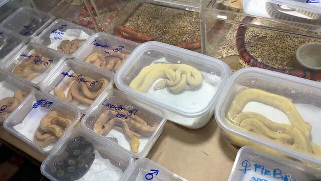 Various snake species on display at the Thailand Pet Expo - close up