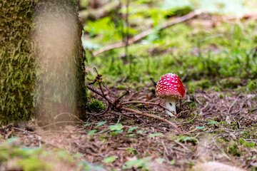 mushroom in the forest