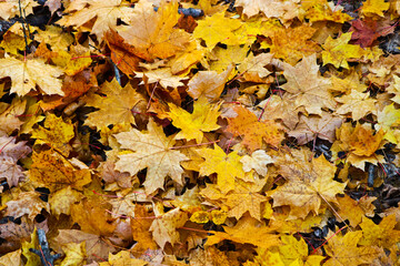 Naklejka na ściany i meble Autumn textured background - fallen yellow maple leaves. Indian summer.