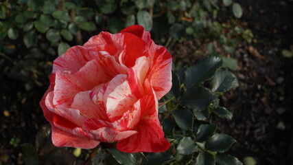 Rosa dos Colores