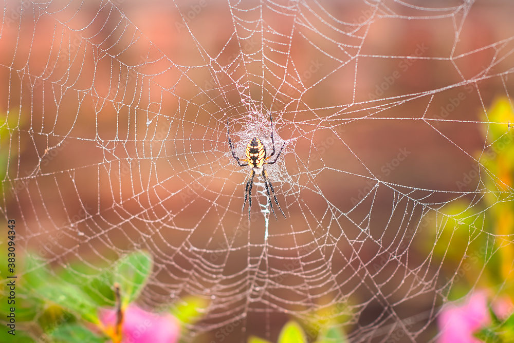Wall mural a close up of a writing spider and web with water droplets on the web and a blurred background.