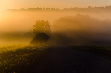 Thick mystical fog over a green forest. Juicy grass.