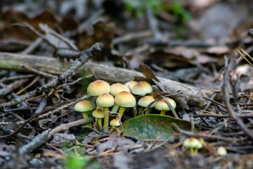 mushroom in the forest