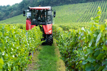Traubenvollernter im Weinberg
