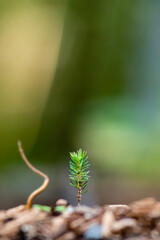 junger Setzling alleine