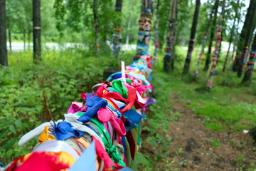 Colorful satin ribbons tied to log fences and birch trees by couples to celebrate love and marriage in russia