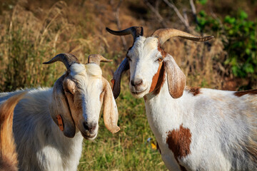 Obraz premium Anglo-nubian goat (Capra aegagrus hircus)