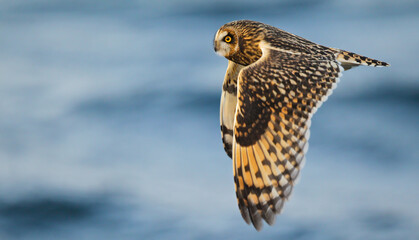 Short-eared Owl (Asio flammeus) flying over open water, Baltic Sea, Mecklenburg-Western Pomerania, Germany