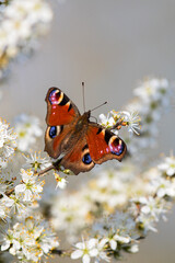 European Peacock (Aglais io), Baden-Wuerttemberg, Germany