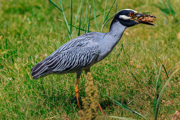 Yellow-crowned Night Heron (Nyctanassa violacea) on the Lake Hefner shore