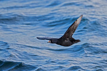 Common Scoter (Melanitta nigra), Mecklenburg-Western Pomerania, Germany