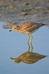 Eurasian Stone-curlew (Burhinus oedicnemus), Mallorca, Spain