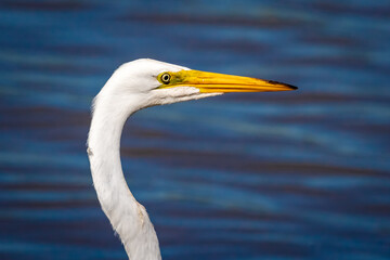 Great egret (Ardea alba) portrait