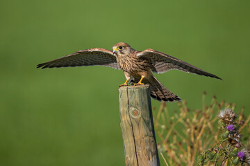 Common Kestrel (Falco tinnunculus), Hesse, Germany