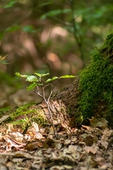 junger Setzling neben go&szlig;em Baum