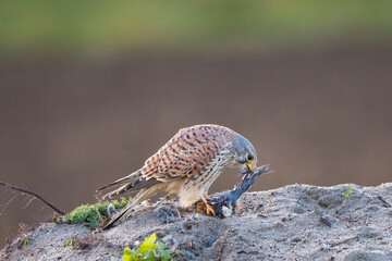Common Kestrel (Falco tinnunculus), Hesse, Germany