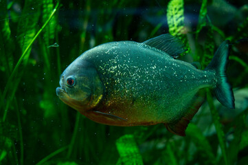 piranha in the aquarium