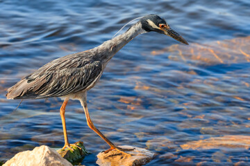 Yellow-crowned Night Heron (Nyctanassa violacea) on the Lake Hefner shore
