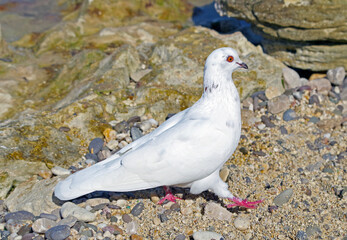big Beautiful pigeon