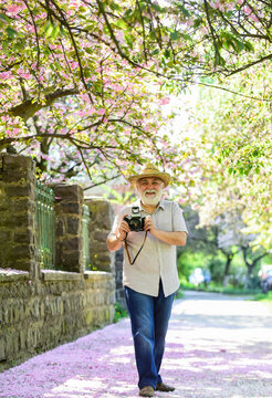 old man watch young plants. photographer man take sakura blossom photo. Cherry blossoming garden. photographer taking photo of apricot bloom. spring season with pink flower. Hot summer