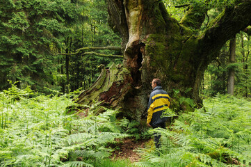 Alte Eiche im Reinhardswald 