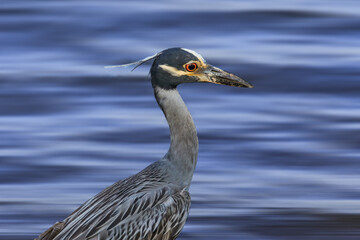 Yellow-crowned Night Heron (Nyctanassa violacea) on the Lake Hefner shore