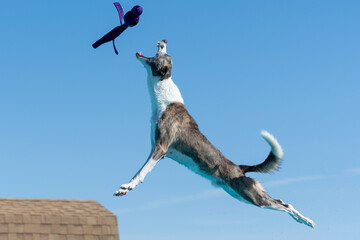 Mixed breed dog catching a toy in the air