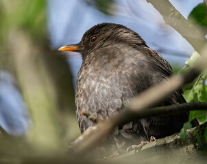 Amsel im Baum