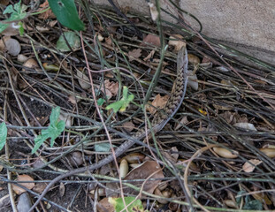 Southern alligator lizard hiding in a backyard, Southern California