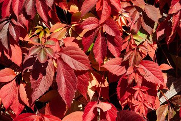 Red ivy leaves in autumn, close up