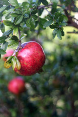 Pomegranates growing on a tree. Selective focus.