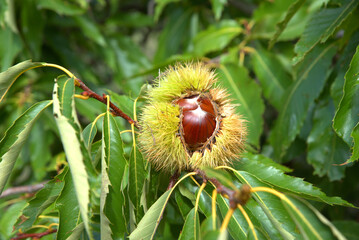 Chestnuts just before harvest, in their thorny sheath on the chestnut tree, kastania, kastana